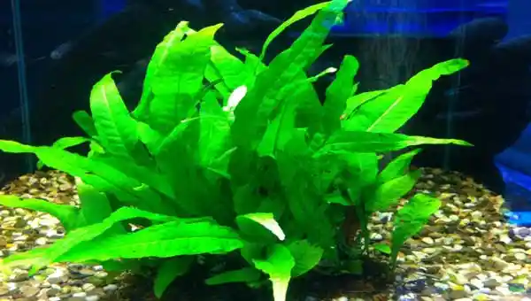 Почему гибнут аквариумные растения?