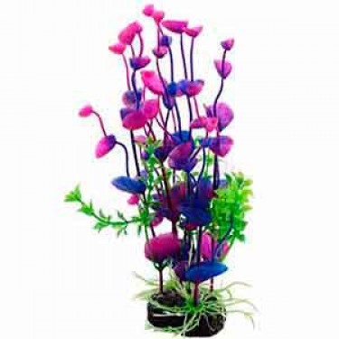 Аквариумные растения	