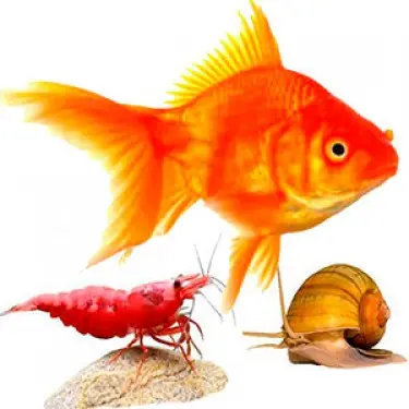 Обитатели Аквариума - Аквариумная Рыбка - Креветки - Улитки