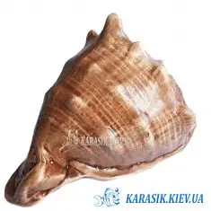 Аквариумная Керамика - Рапан 0899