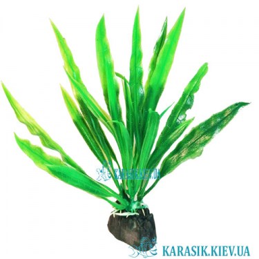 Аквариумные растения 1264