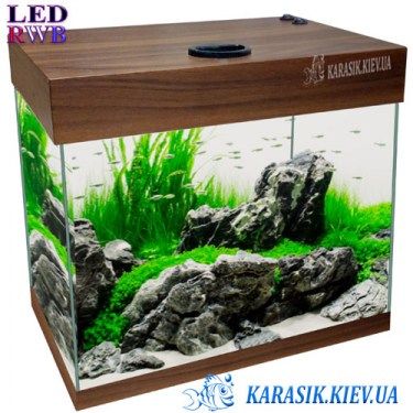 Аквариум для Півника