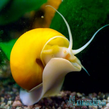 Ампулярия  - Аквариумная Улитка