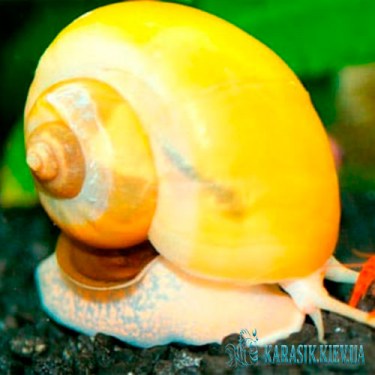 Ампулярия  - Аквариумная Улитка