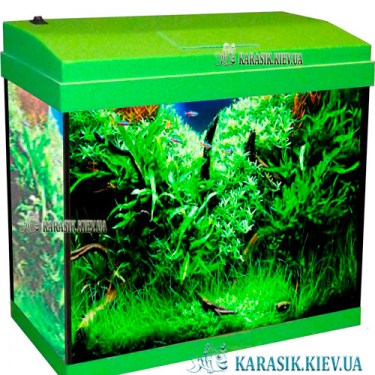 Aquarium-rectangle-Salat-2-Karasik31