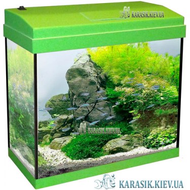 Aquarium-rectangle-Salat-Karasik-kiev-3
