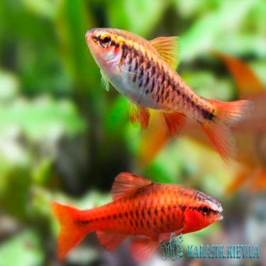 Барбус Вишневый - Аквариумные Рыбки