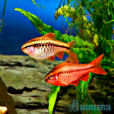 Барбус Вишневый - Аквариумные Рыбки