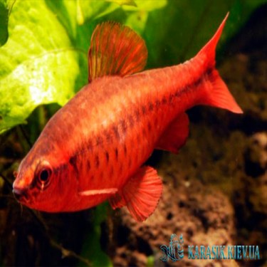 Барбус Вишневый - Аквариумные Рыбки