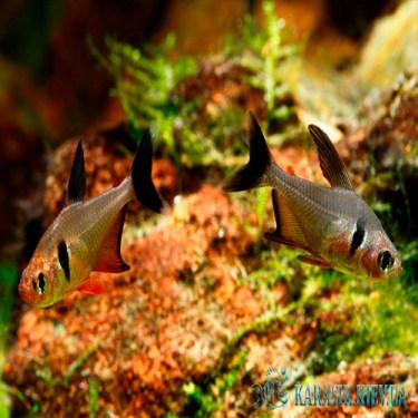 Орнатус Бетсони Черный Плавник  - Фантом