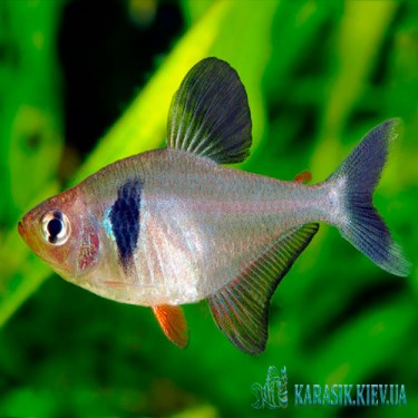 Орнатус Бетсони Черный Плавник  - Фантом