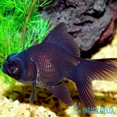 Телескоп Черный - Аквариумные рыбки