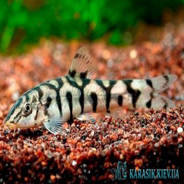 Боция мраморная  - Аквариумные Рыбки