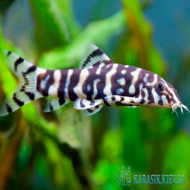 Боция мраморная  - Аквариумные Рыбки