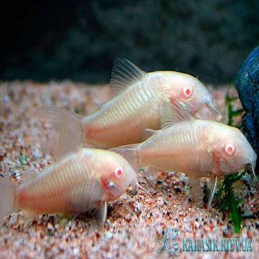 Коридорас  Альбинос - Аквариумные Рыбки