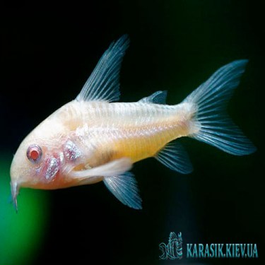 Коридорас  Альбинос - Аквариумные Рыбки