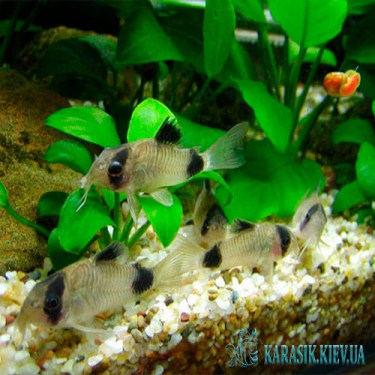 Коридорас  Панда - Аквариумные Рыбки