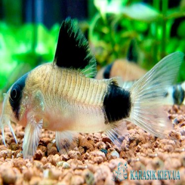Коридорас  Панда - Аквариумные Рыбки