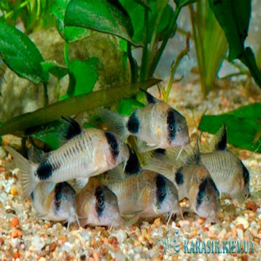 Коридорас  Панда - Аквариумные Рыбки