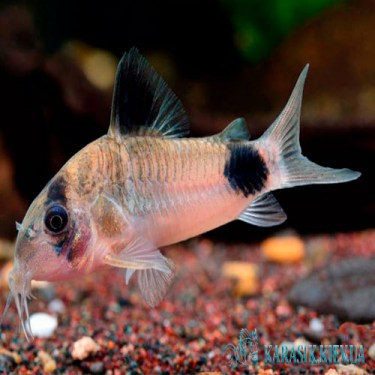 Коридорас  Панда - Аквариумные Рыбки