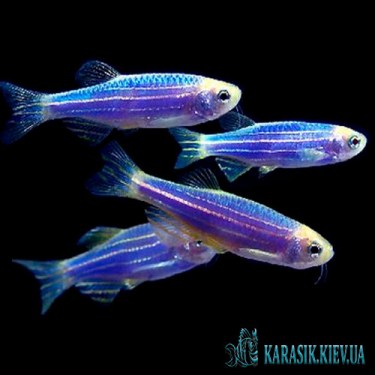 Данио GloFish Синяя - Аквариумные Рыбки Глофиш