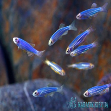 Данио GloFish Синяя - Аквариумные Рыбки Глофиш