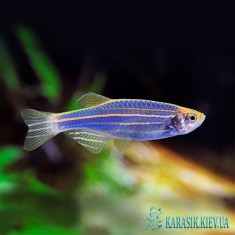Данио GloFish Синяя - Аквариумные Рыбки Глофиш