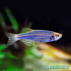 Данио GloFish - Синяя - Аквариумные Рыбки