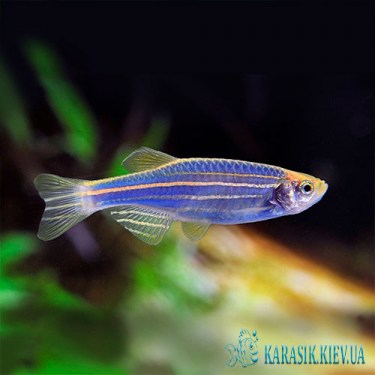 Данио GloFish Синяя - Аквариумные Рыбки Глофиш