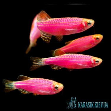 Danio-GloFish---roza-Karasik