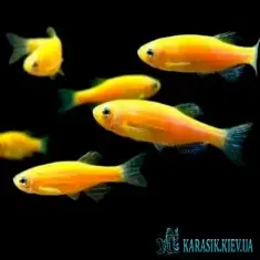 Данио GloFish - Желтая- Аквариумные Рыбки