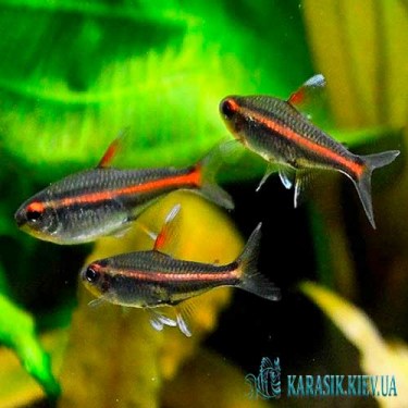 Эритрозонус  - Мирные Аквариумные Рыбки