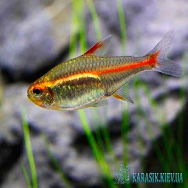 Эритрозонус  - Мирные Аквариумные Рыбки