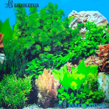 Аквариумный Двухсторонний Фон высота 30 см. синий