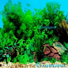 Аквариумный Односторонний Фон Высота 50 см. за 10 см.