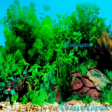 Аквариумный фон - Картинка для аквариума | Karasik.Kiev.ua