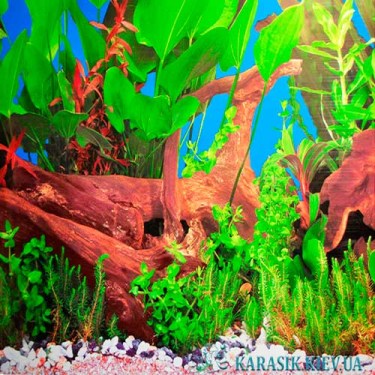Красивый фон для аквариума высота 60 см. | Karasik.Kiev.ua