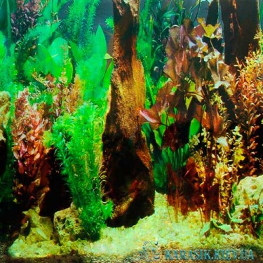 Аквариумный фон - Картинка для аквариума | Karasik.Kiev.ua
