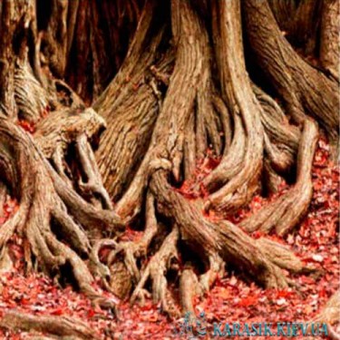 Фон для Аквариума | Красивый фон для аквариума | Karasik.Kiev.ua