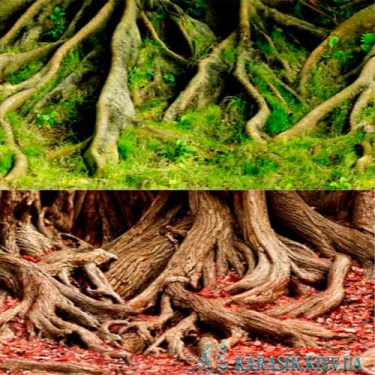 Аквариумный фон | Картинка для аквариума | Karasik.Kiev.ua