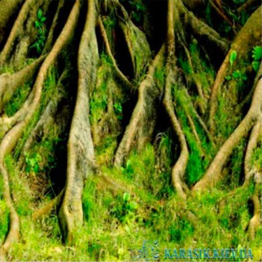 Фон для аквариума 40 см. | Karasik.Kiev.ua