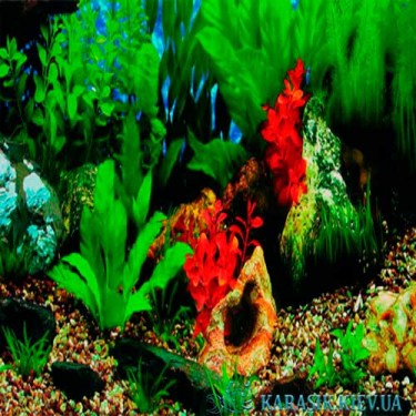 Фон для аквариума - Растения | Karasik.Kiev.ua