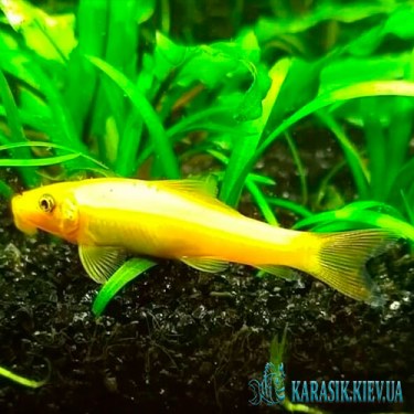 Геринохейлус Желтый Водорослеед