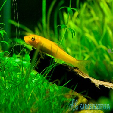 Геринохейлус Желтый Водорослеед