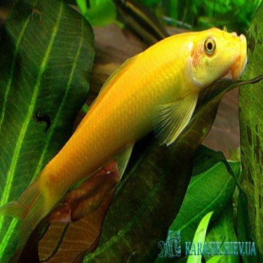 Геринохейлус Желтый Водорослеед