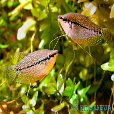 Гурами Жемчуг  - Аквариумные Рыбки 