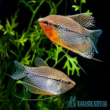 Гурами Жемчуг  - Аквариумные Рыбки 