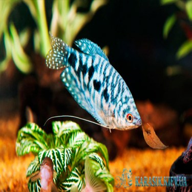 Гурами Мраморная - Аквариумная Рыбка