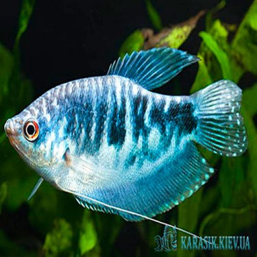 Гурами Мраморная - Аквариумная Рыбка