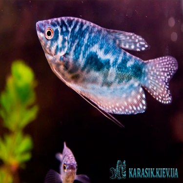 Гурами Мраморная - Аквариумная Рыбка